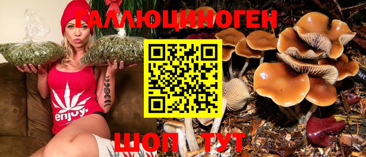 Псилоцибиновые грибы Psilocybe Можга